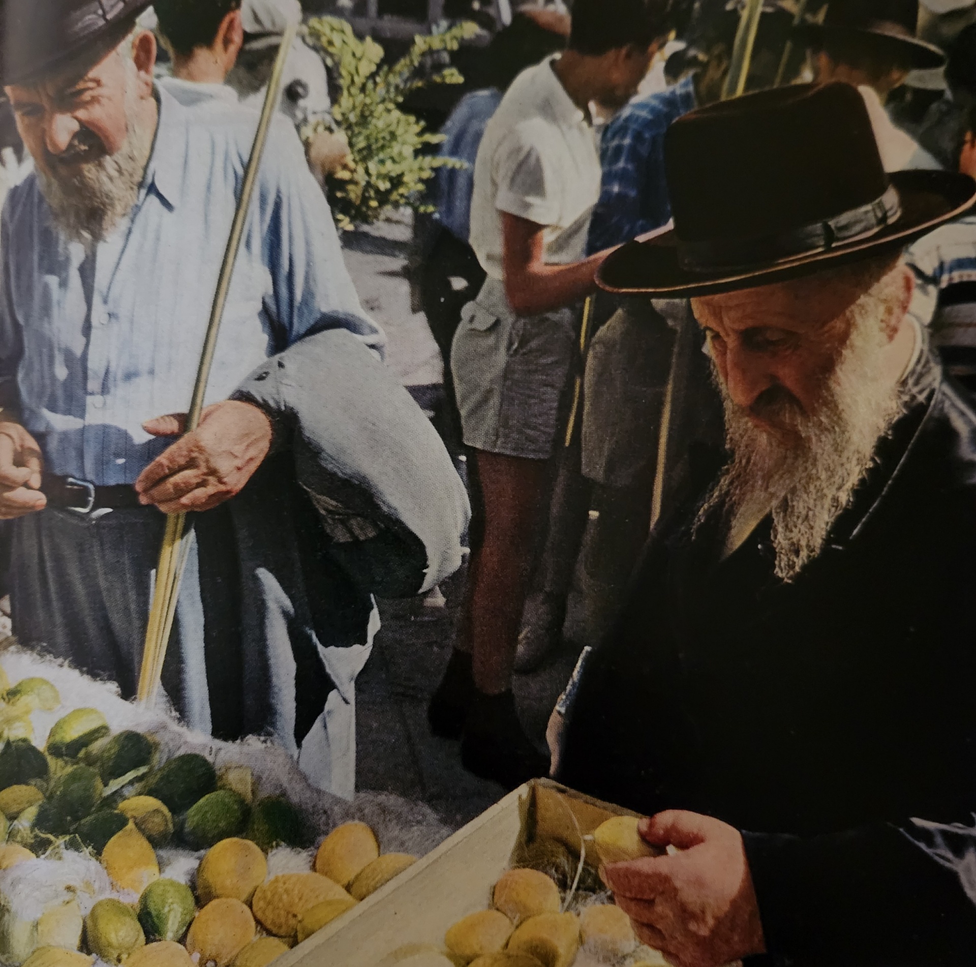 Elderly bearded men carefully inspecting etrogim at a Sukkot market