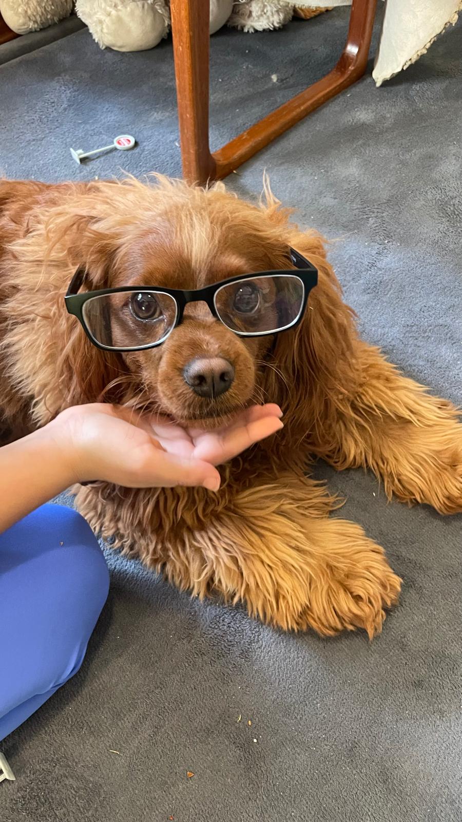 A cavoodle puppy wearing reading glasses